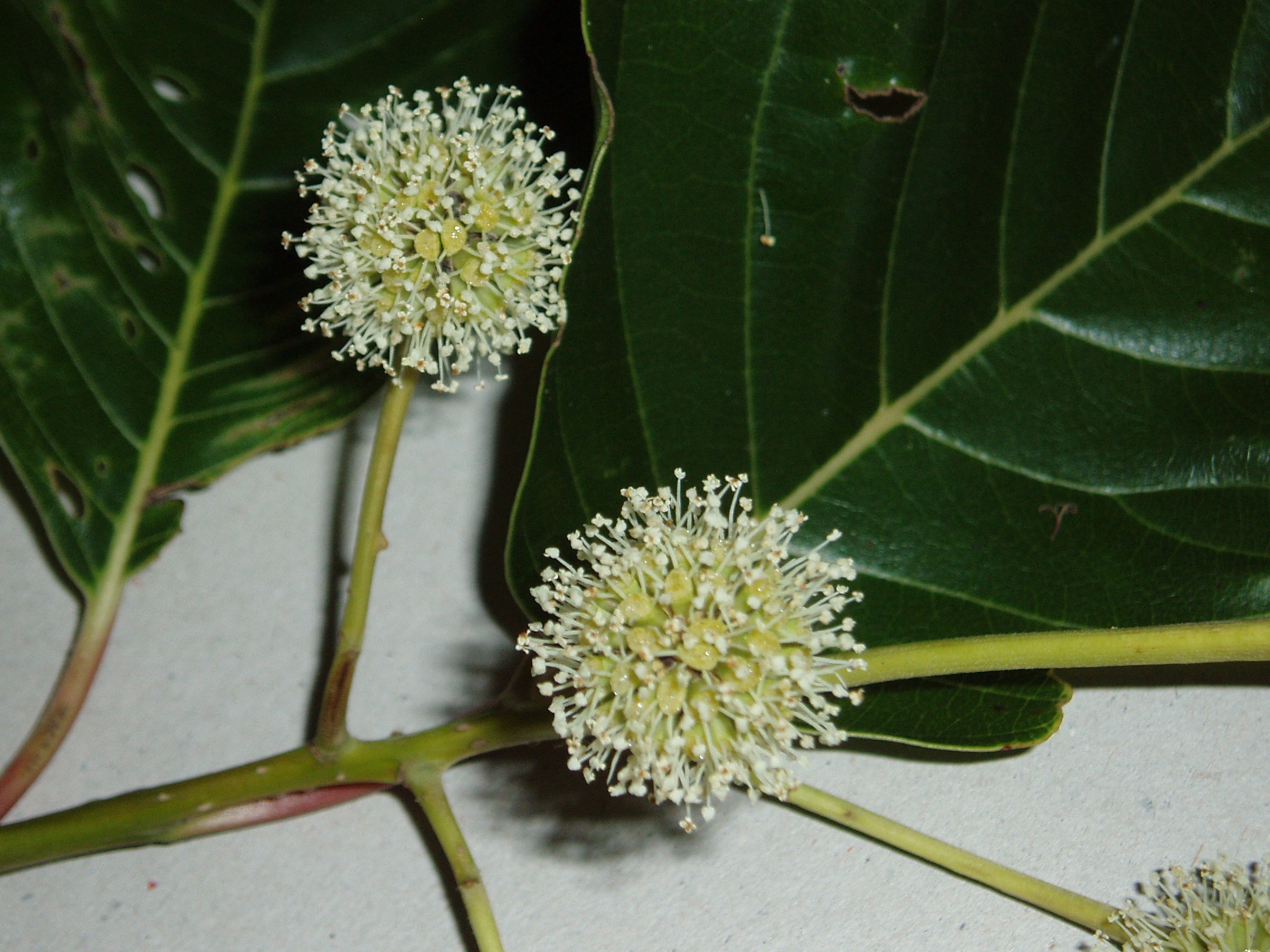 murraya paniculata plant Orange Jasmine For Sale