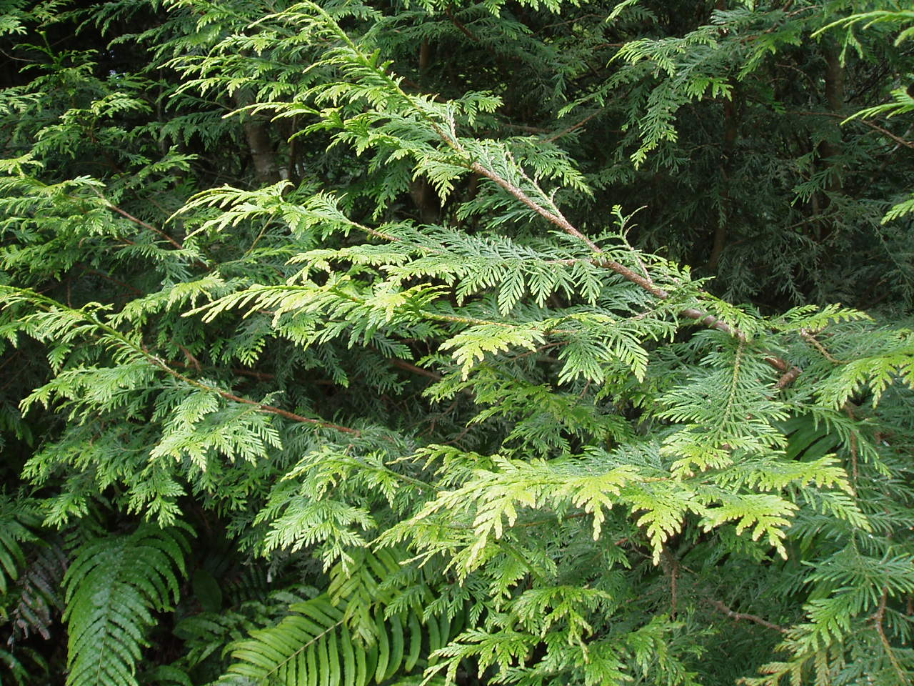 File:Thuja plicata Donn ex D.Don (AM AK206047-2).jpg - Wikimedia Commons