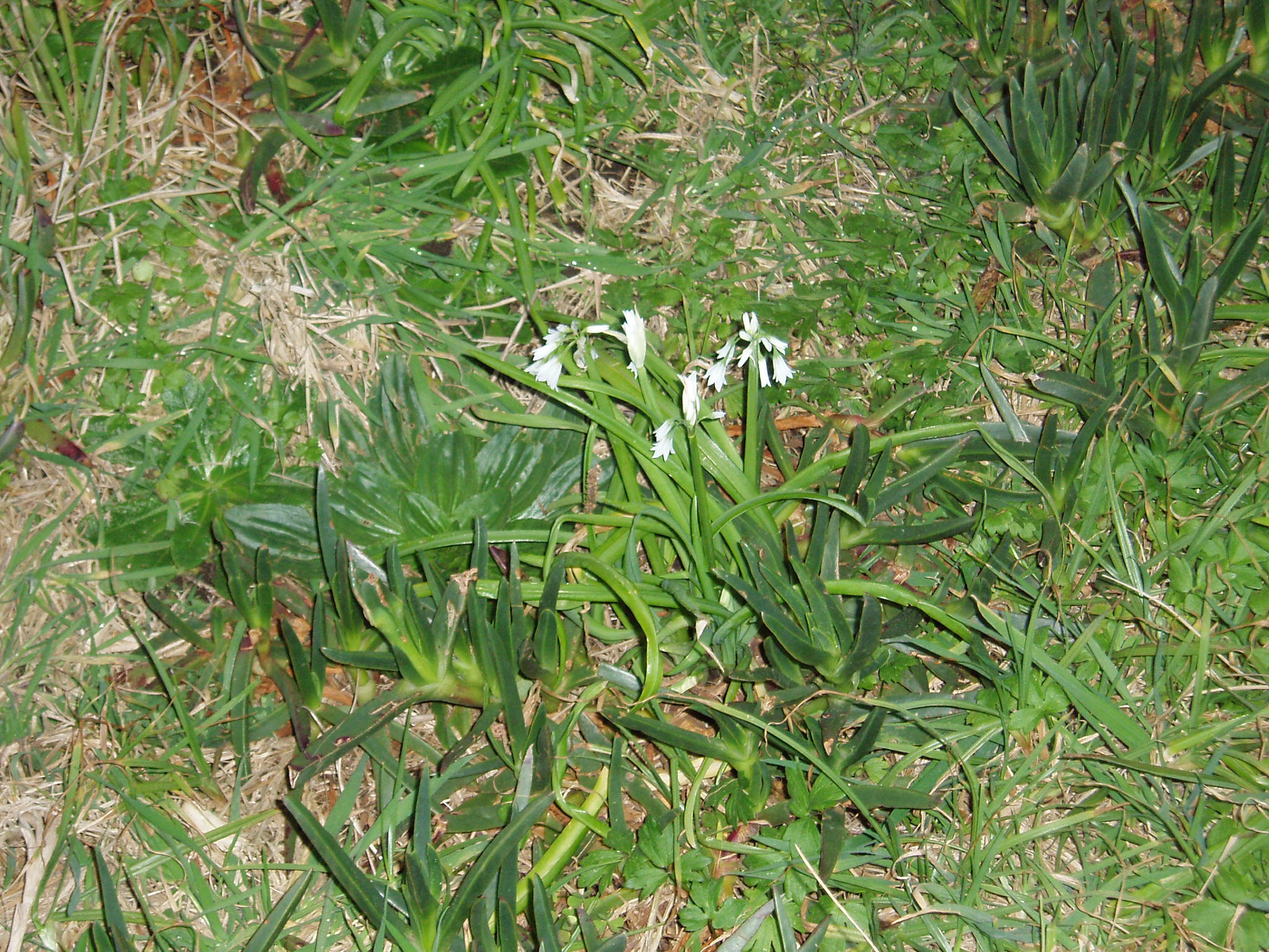 can dogs eat onion grass