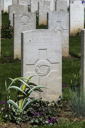 Portrait of Private Edwin Albert Tucker